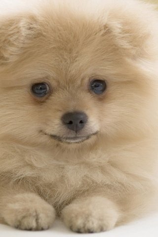 Обои белый, собака, взглеад, шпиц, померанский шпиц, white, dog, vzglead, spitz, pomeranian разрешение 1920x1200 Загрузить