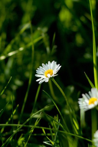 Обои цветы, трава, природа, макро фото, ромашки, flowers, grass, nature, macro photo, chamomile разрешение 2560x1600 Загрузить