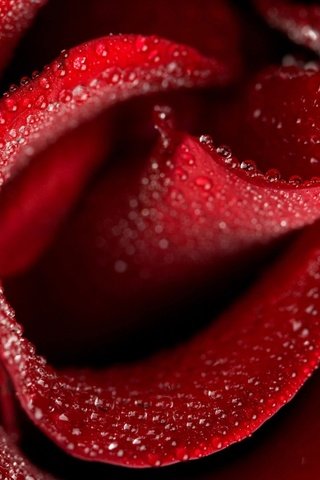 Обои цветы, макро, капли, роза, красный, flowers, macro, drops, rose, red разрешение 2560x1600 Загрузить