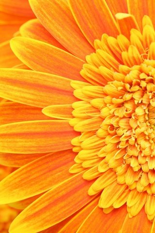 Обои лепестки, тычинки, оранжевый, пестики, petals, stamens, orange, pistils разрешение 2560x1600 Загрузить