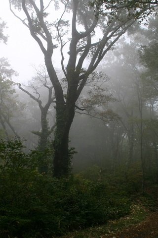 Обои дерево, лес, туман, тропинка, tree, forest, fog, path разрешение 1920x1200 Загрузить