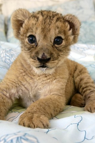 Обои котенок, хищник, дикие кошки, малыш, львёнок, детеныш, kitty, predator, wild cats, baby, lion, cub разрешение 2560x1707 Загрузить