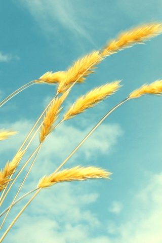 Обои небо, облака, лето, пшеница, колоски, лёгкость, the sky, clouds, summer, wheat, spikelets, ease разрешение 1920x1200 Загрузить
