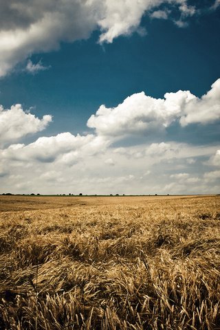 Обои небо, облака, природа, пейзаж, поле, лето, колосья, синее, the sky, clouds, nature, landscape, field, summer, ears, blue разрешение 1920x1200 Загрузить