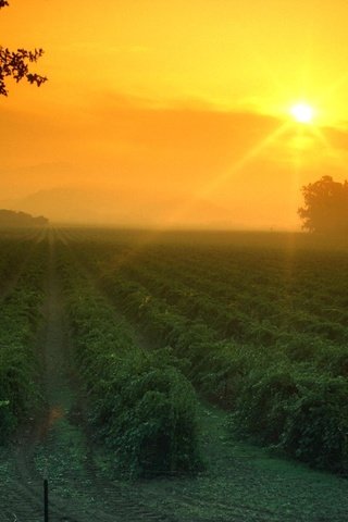 Обои небо, вечер, солнце, дерево, текстура, поле, виноградник, the sky, the evening, the sun, tree, texture, field, vineyard разрешение 2000x1333 Загрузить