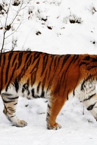 Обои тигр, снег, зима, тайга, tiger, snow, winter, taiga разрешение 1920x1200 Загрузить