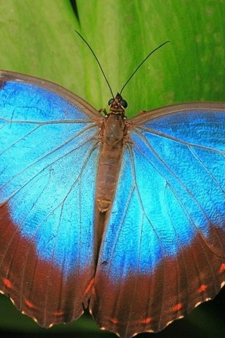 Обои листья, синий, бабочка, leaves, blue, butterfly разрешение 2400x1614 Загрузить