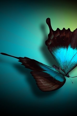 Обои цвета, бабочка, овал, color, butterfly, oval разрешение 1920x1080 Загрузить