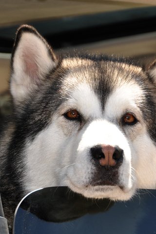 Обои хаски, пес, карие глаза, влажный нос, аляскинский маламут, husky, dog, brown eyes, wet nose, alaskan malamute разрешение 3547x2356 Загрузить