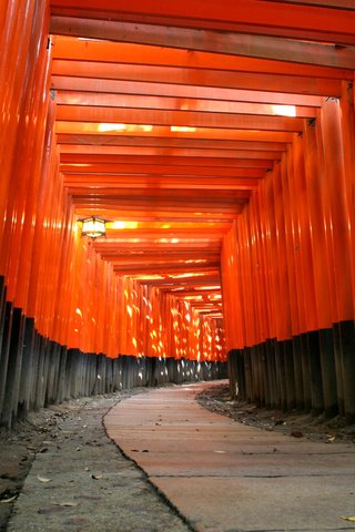 Обои дерево, храм, черный, красный, япония, синтоизм, tree, temple, black, red, japan, shinto разрешение 2560x1600 Загрузить