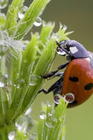 Обои трава, капли, божья коровка, grass, drops, ladybug разрешение 2048x1536 Загрузить