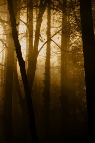 Обои свет, деревья, природа, лес, лучи, туман, стволы, light, trees, nature, forest, rays, fog, trunks разрешение 1920x1080 Загрузить