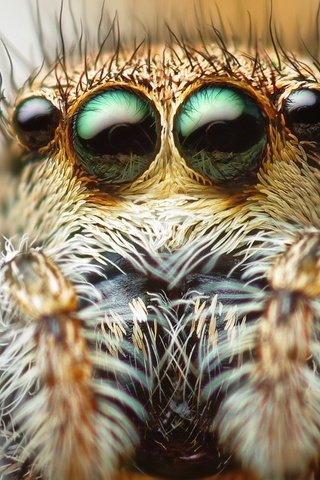 Обои глаза, макро, паук, волоски, паук-скакунчик, джампер, eyes, macro, spider, hairs, spider-skakuny, jumper разрешение 1920x1200 Загрузить