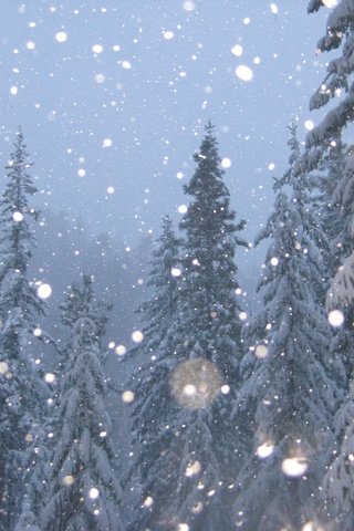 Обои деревья, снег, зима, елки, trees, snow, winter, tree разрешение 1920x1440 Загрузить