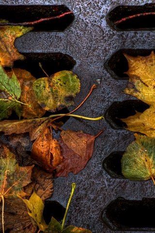 Обои дорога, листья, макро, люк, осенние листья, road, leaves, macro, luke, autumn leaves разрешение 2560x1600 Загрузить