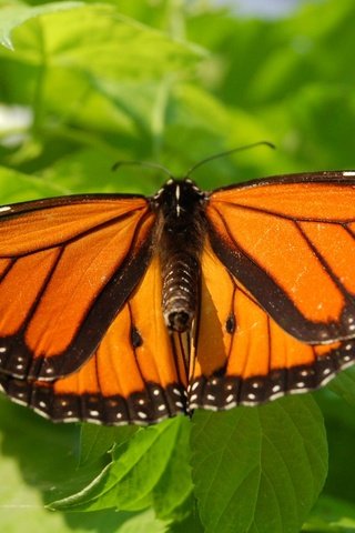 Обои насекомое, листва, лето, бабочка, крылья, мотылек, insect, foliage, summer, butterfly, wings, moth разрешение 1920x1200 Загрузить