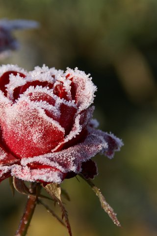 Обои цветы, макро, розы, иней, лепестки, красные, размытость, холод, flowers, macro, roses, frost, petals, red, blur, cold разрешение 3000x2000 Загрузить