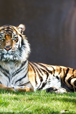 Обои тигр, взгляд, полосатый, киса, tiger, look, striped, kitty разрешение 2560x1600 Загрузить