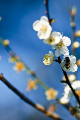 Обои цветок, весна, яблоня, пчела, мед, flower, spring, apple, bee, honey разрешение 2560x1600 Загрузить