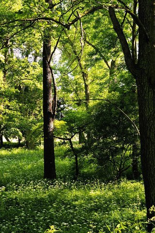 Обои деревья, зелень, лето, trees, greens, summer разрешение 1920x1200 Загрузить