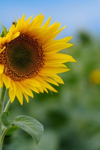 Обои цветы, природа, обои, макро фото, поле, подсолнухи, flowers, nature, wallpaper, macro photo, field, sunflowers разрешение 1920x1200 Загрузить