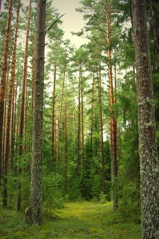 Обои лес, тропинка, сосны, ели, forest, path, pine, ate разрешение 2400x1600 Загрузить