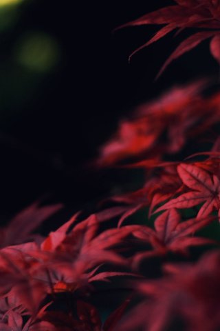 Обои листья, ветки, осень, красные, клен, leaves, branches, autumn, red, maple разрешение 1920x1200 Загрузить