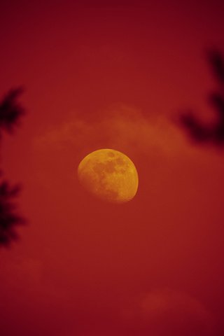 Обои небо, ночь, деревья, луна, красная луна, the sky, night, trees, the moon, red moon разрешение 2560x1600 Загрузить