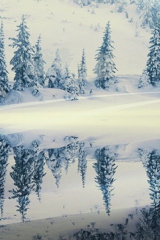 Обои снег, зима, отражение, елки, snow, winter, reflection, tree разрешение 1920x1440 Загрузить