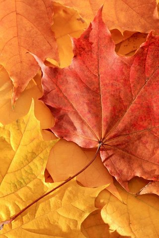 Обои природа, листья, осень, клен, nature, leaves, autumn, maple разрешение 3000x2000 Загрузить