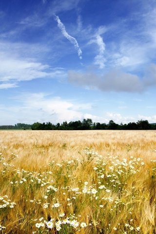 Обои небо, цветы, облака, деревья, природа, горизонт, травы, пейзаж. поле, the sky, flowers, clouds, trees, nature, horizon, grass, landscape. field разрешение 1920x1179 Загрузить