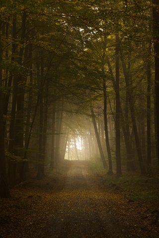 Обои свет, дорога, листва, осень, тунель, the road, light, road, foliage, autumn, tunnel разрешение 2560x1600 Загрузить