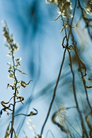 Обои трава, листья, стебель, grass, leaves, stem разрешение 2560x1861 Загрузить