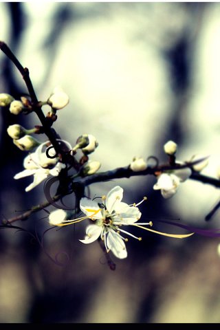 Обои цветение, линии, лес, вишня, ветвь, flowering, line, forest, cherry, branch разрешение 2560x1600 Загрузить