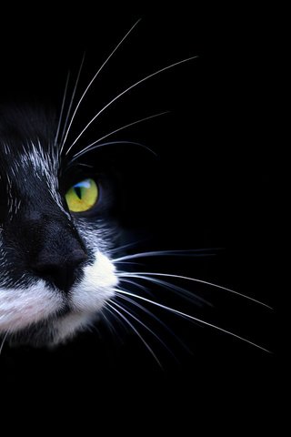 Обои кот, усы, мордочька, cat, mustache, mordochka разрешение 2560x1600 Загрузить