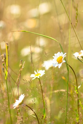 Обои трава, лето, ромашка, солнечно, grass, summer, daisy, sunny разрешение 1920x1080 Загрузить