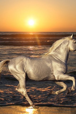 Обои лошадь, море, пляж, конь, жеребец, голоп, horse, sea, beach, stallion, the golop разрешение 1920x1080 Загрузить