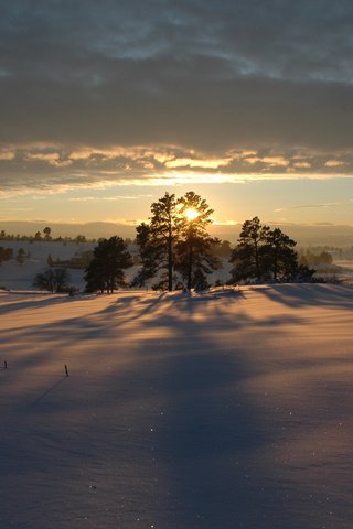 Обои деревья, снег, закат, зима, trees, snow, sunset, winter разрешение 1920x1200 Загрузить