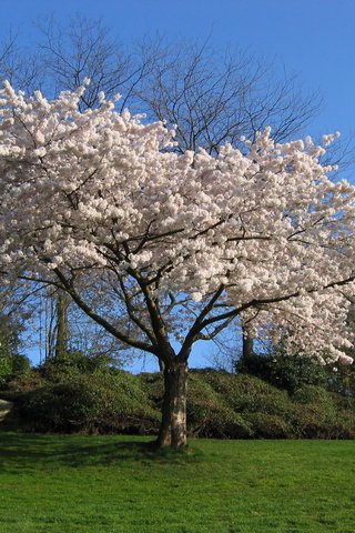 Обои дерево, белый, вишня, сакура, tree, white, cherry, sakura разрешение 2272x1704 Загрузить