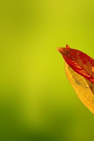 Обои зелень, листья, осень, gentle caress, greens, leaves, autumn разрешение 2560x1600 Загрузить