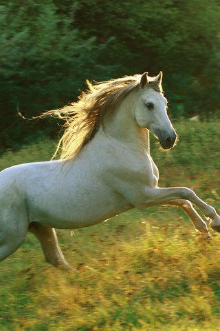 Обои небо, лошадь, трава, белый, луг, грива, бег, галоп, the sky, horse, grass, white, meadow, mane, running, gallop разрешение 1920x1200 Загрузить