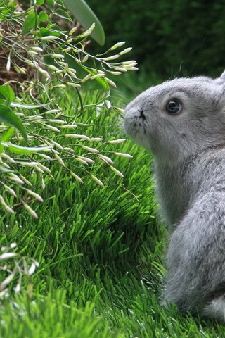 Обои трава, зелень, серый, кролик, заяц, нюхает, grass, greens, grey, rabbit, hare, sniffing разрешение 1920x1200 Загрузить