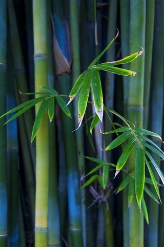 Обои стволы, бамбук, растение, trunks, bamboo, plant разрешение 2560x1600 Загрузить