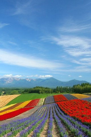 Обои цветы, поле, тюльпаны, flowers, field, tulips разрешение 1920x1200 Загрузить