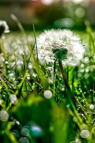 Обои свет, трава, роса, блики, поляна, одуванчик, light, grass, rosa, glare, glade, dandelion разрешение 1920x1200 Загрузить