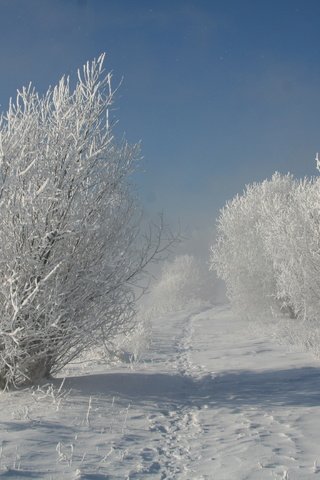 Обои деревья, снег, природа, зима, trees, snow, nature, winter разрешение 3456x2304 Загрузить