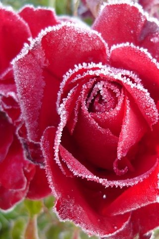 Обои бутоны, розы, иней, buds, roses, frost разрешение 1920x1200 Загрузить