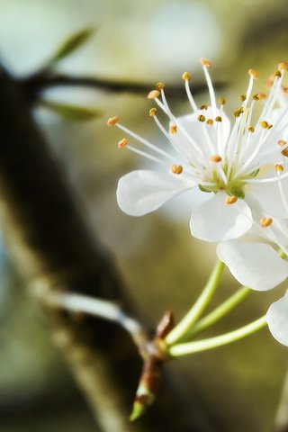 Обои ветка, цветение, весна, трио, белоснежное, branch, flowering, spring, trio, white разрешение 2048x1152 Загрузить