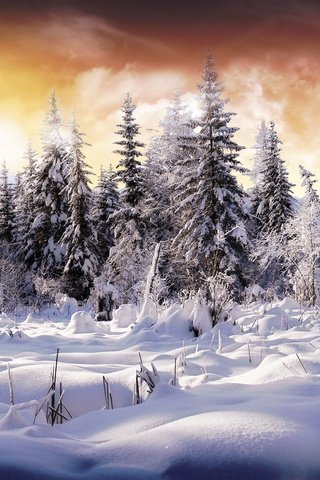 Обои небо, снег, лес, зима, цвет, елки, the sky, snow, forest, winter, color, tree разрешение 1920x1200 Загрузить