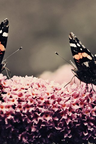 Обои цветок, красота, бабочки, растение, flower, beauty, butterfly, plant разрешение 2560x1600 Загрузить